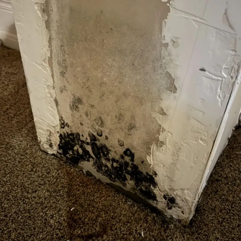 Professional Mold Removal in Lake Charles, LA
